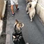 malamute elevage copains