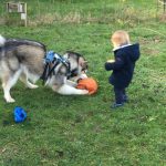 malamute enfants elevage