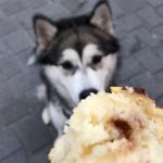 malamute gourmand elevage nooak snow