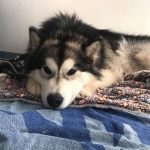 malamute nooak snow elevage