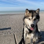 malamute nooak snow elevage