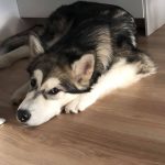 malamute nooaksnow elevage