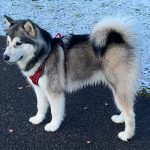 neige malamute malamute