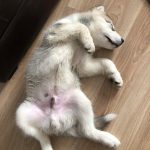 position malamute elevage