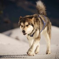 elevage malamute Alsace suisse