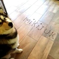 64732469_899196573764666_7926862817695629312_n