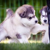 Elevage malamute chiots