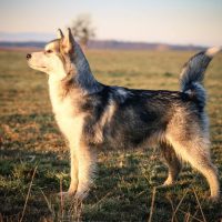 alaskan malamute