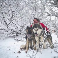 alaskan malamute elevage