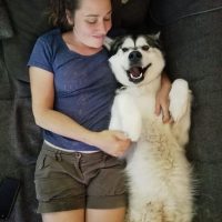 callosité coude malamute