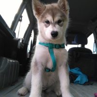 chiot malamute