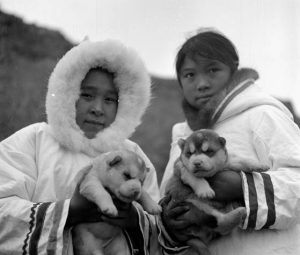 l'histoire du malamute d'Alaska