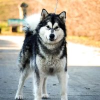 elevage malamute