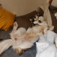 elevage malamute alsace