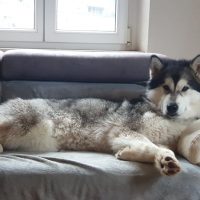 elevage malamute alsace