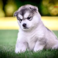 elevage malamute chiot