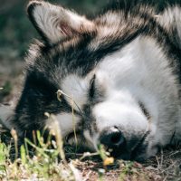 elevage malamute d'alaska