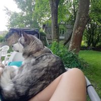 elevage malamute d'alaska