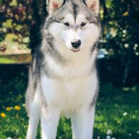 elevage malamute nooak snow