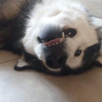 le bonheur malamute