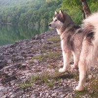 magnifique malamute