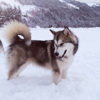 malamute 6 mois