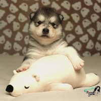 malamute-chiot-elevage-1