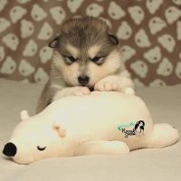 malamute-chiot-elevage-1