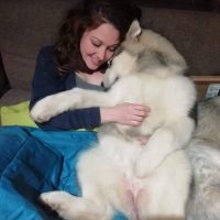 malamute-chiot-elevage-11