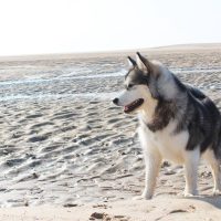 malamute-chiot-elevage-13