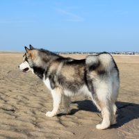 malamute-chiot-elevage-14