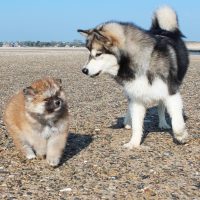 malamute-chiot-elevage-15