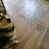 malamute-chiot-elevage-16