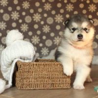 malamute-chiot-elevage-2