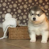 malamute-chiot-elevage-2