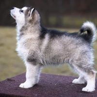 malamute-chiot-elevage-3