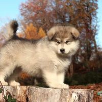 malamute-chiot-elevage-3