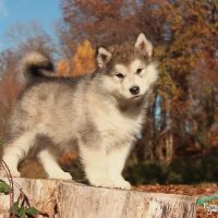 malamute-chiot-elevage-4