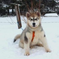 malamute-chiot-elevage-4