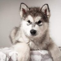 malamute-chiot-elevage-5