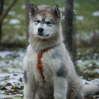 malamute-chiot-elevage-5