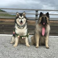 malamute-chiot-elevage-6