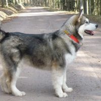 malamute-chiot-elevage-6