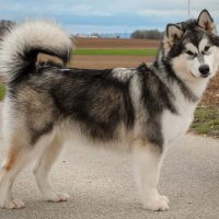 malamute-chiot-elevage-7