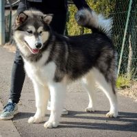malamute-chiot-elevage-7