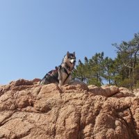 malamute-chiot-elevage-8