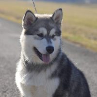malamute-chiot-elevage-9