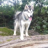 malamute elevage alsace 1