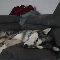 malamute elevage alsace 2