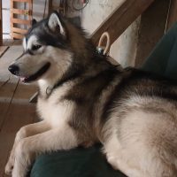 malamute elevage alsace 3